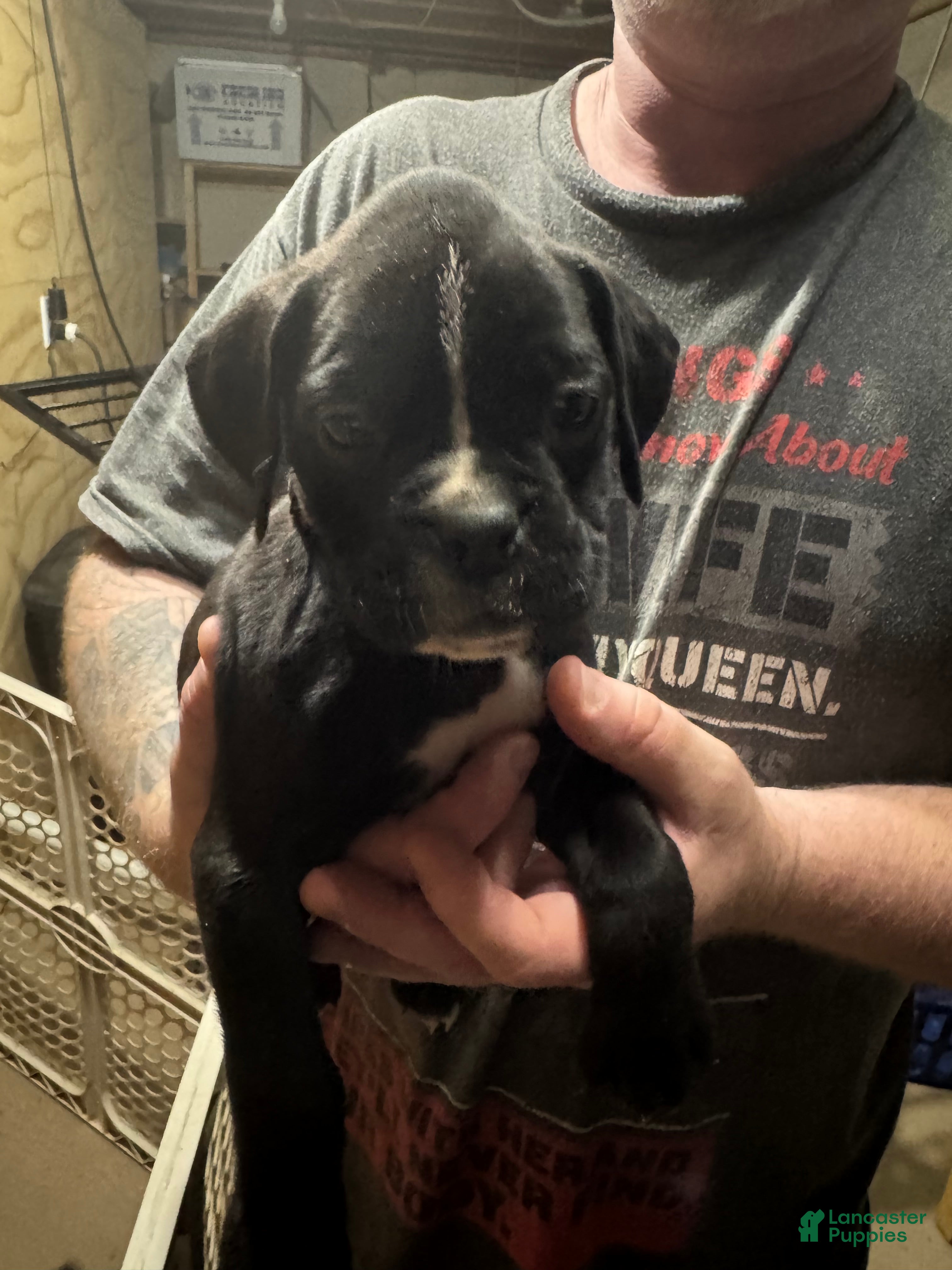 Boxer dogs Ozzy - Ad 2