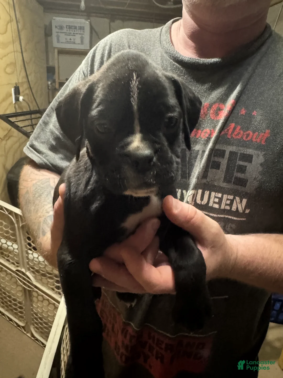 Boxer dogs for sale: Ozzy - Ad 2