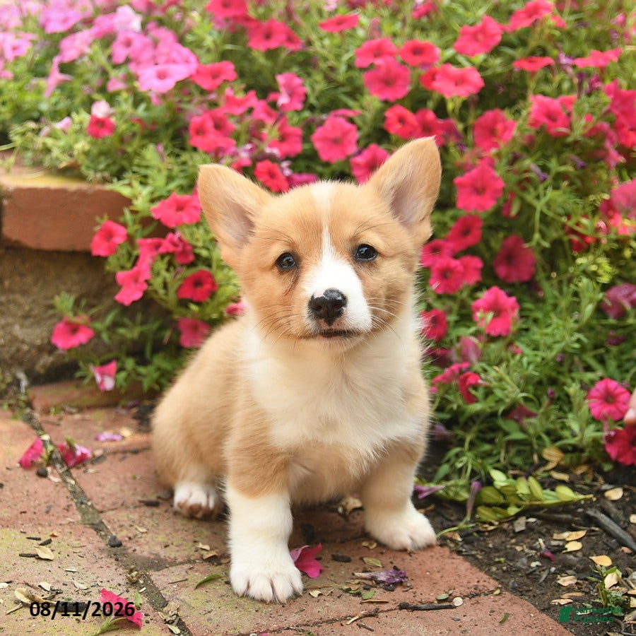 Welsh Corgi Pembroke dogs Queenie  - Ad 2