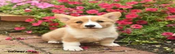 Welsh Corgi Pembroke dogs for sale: Queenie  - Ad 2