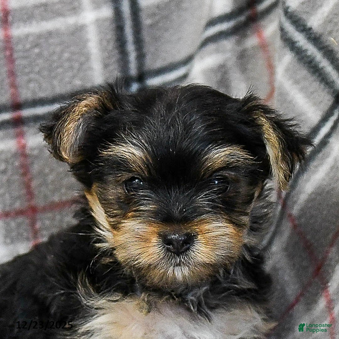 Morkie dogs for sale: Ziggy - Ad 5