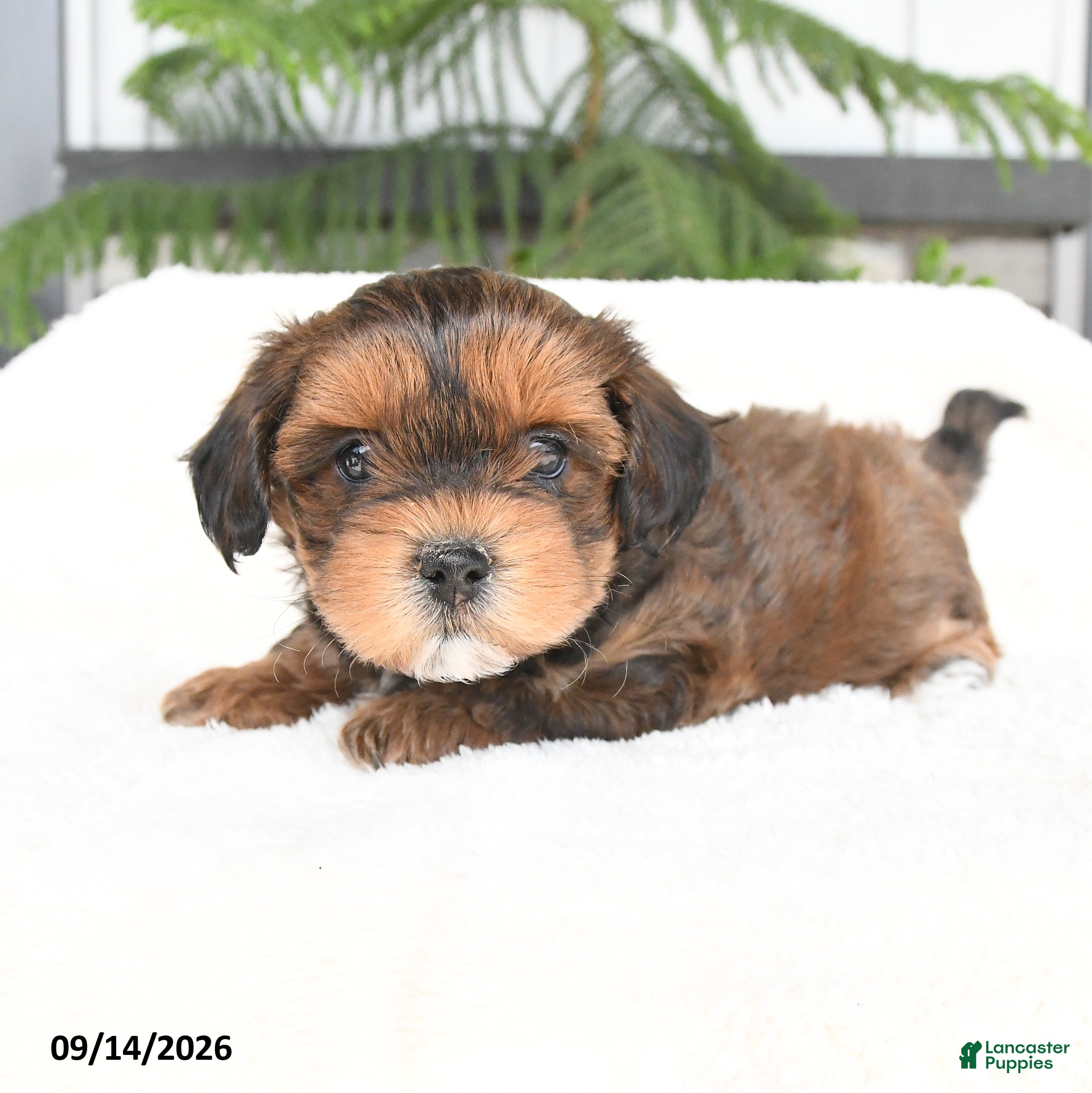 Mixed Breed dogs Alivia - Ad 2
