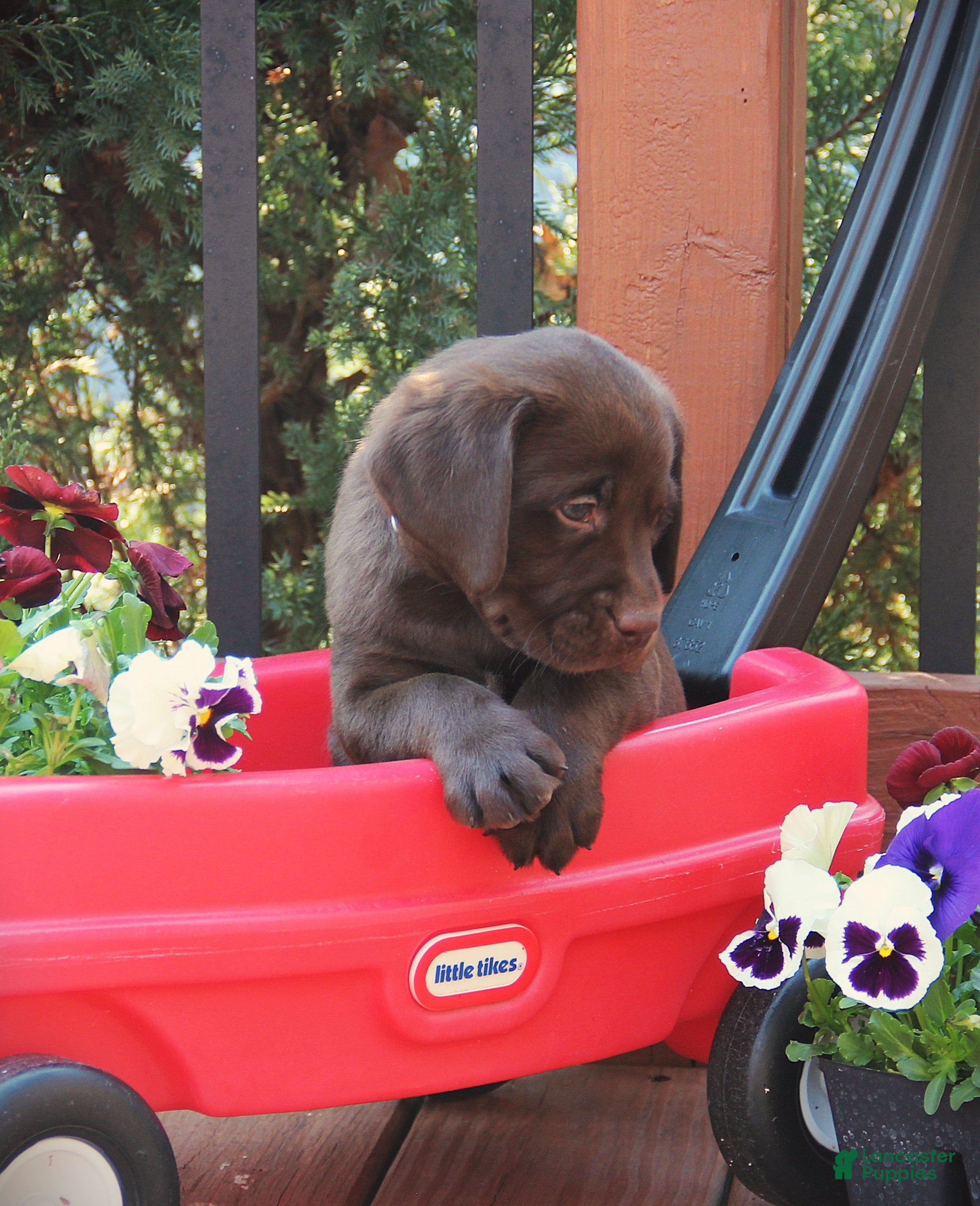 Labrador Retriever dogs Darcey - Ad 2