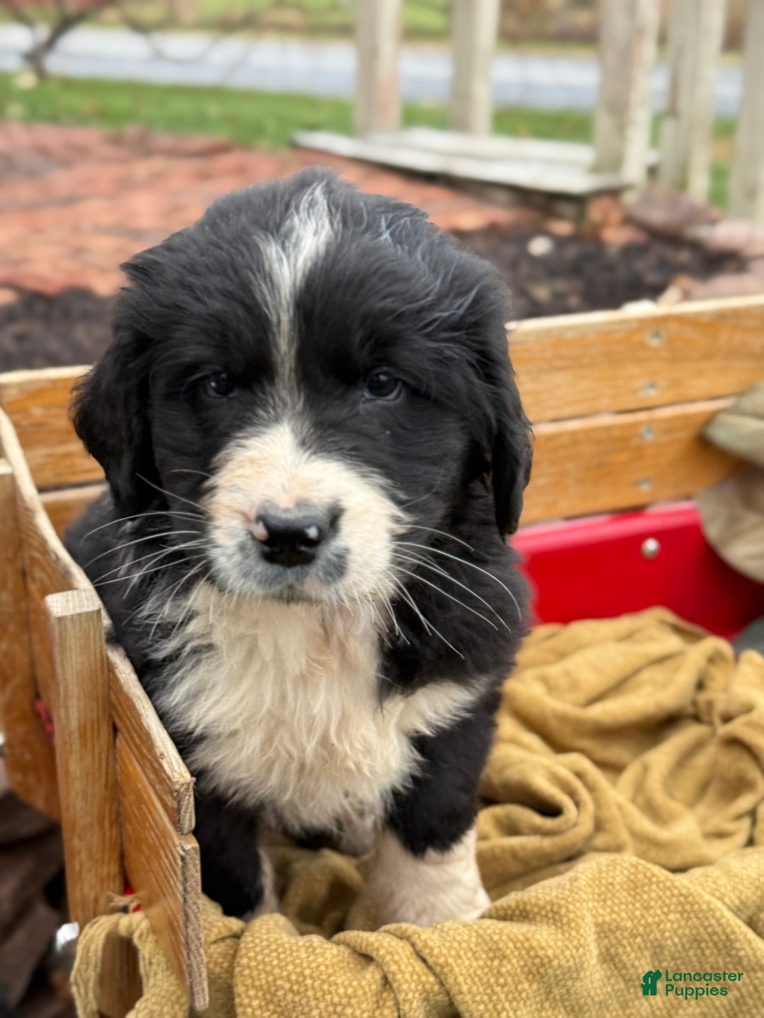 Mixed Breed dogs for sale: Walter - Ad 4