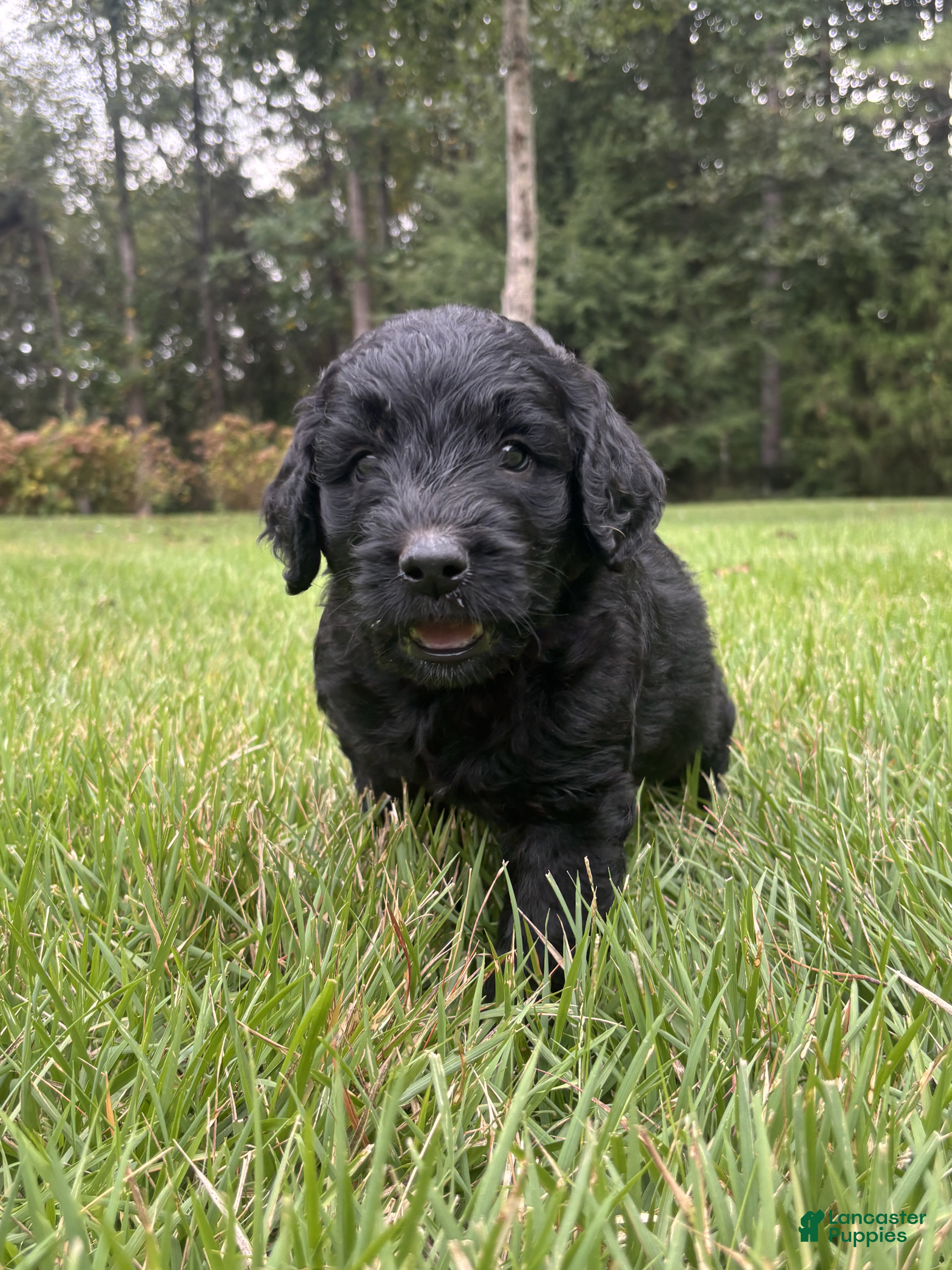 Goldendoodle dogs Coal - Ad 2