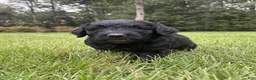 Goldendoodle dogs for sale: Coal - Ad 2