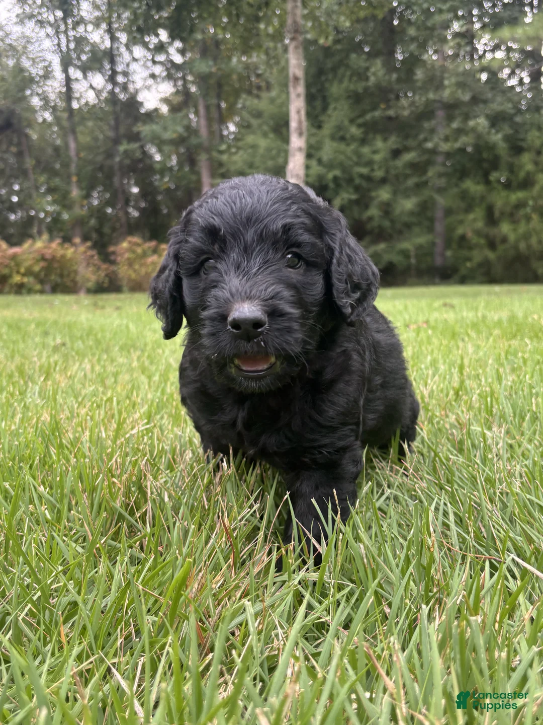Goldendoodle dogs for sale: Coal - Ad 2