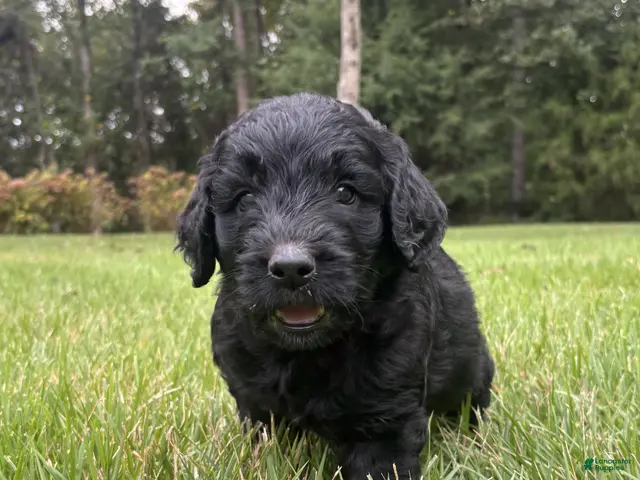 Goldendoodle dogs Coal - Ad 2
