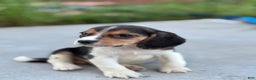 Beagle dogs for sale: Duke - Ad 2