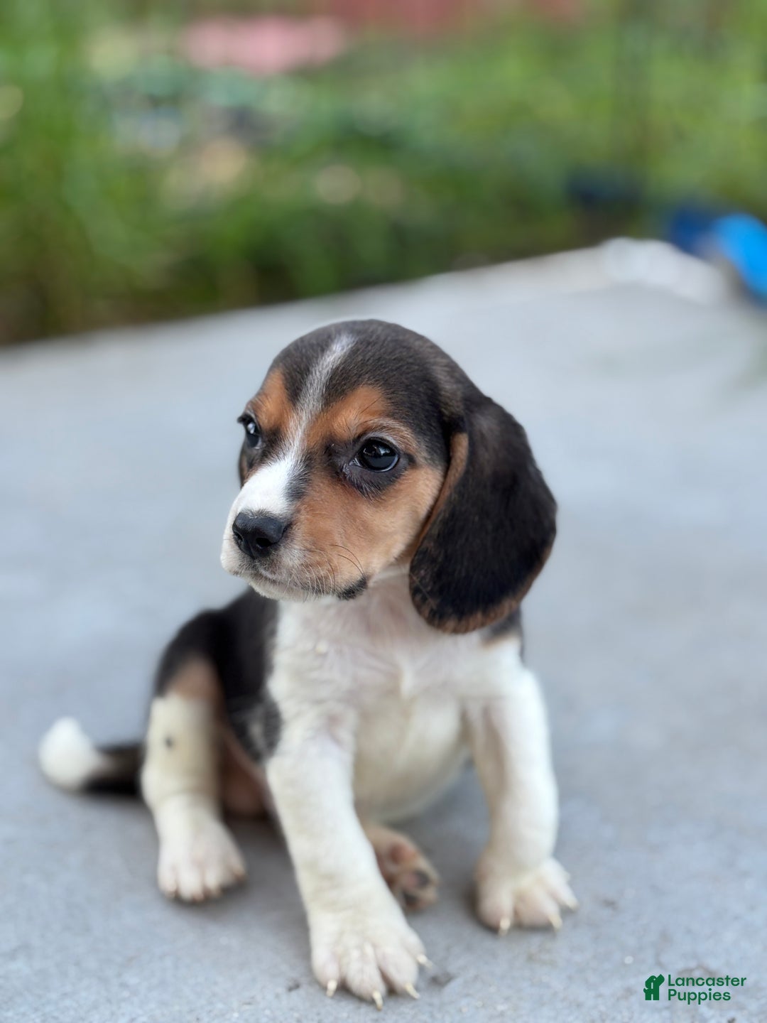 Beagle dogs for sale: Duke - Ad 2