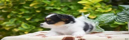 Papillon dogs for sale: Flora - Ad 2