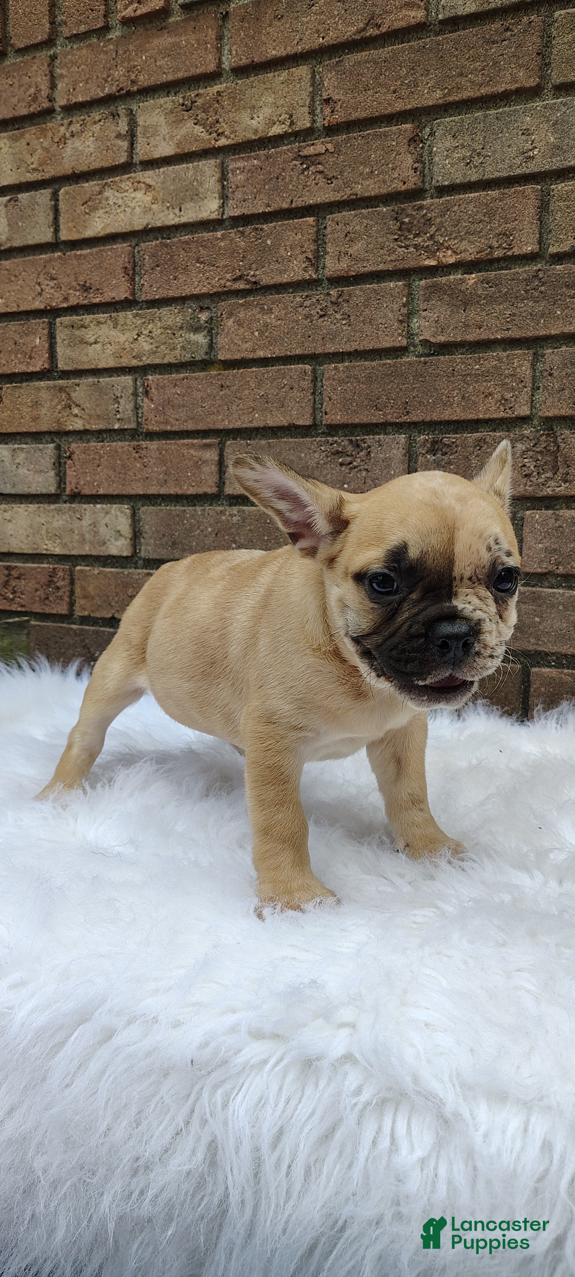 French Bulldog dogs for sale: Rex - Ad 1