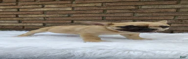 Rex