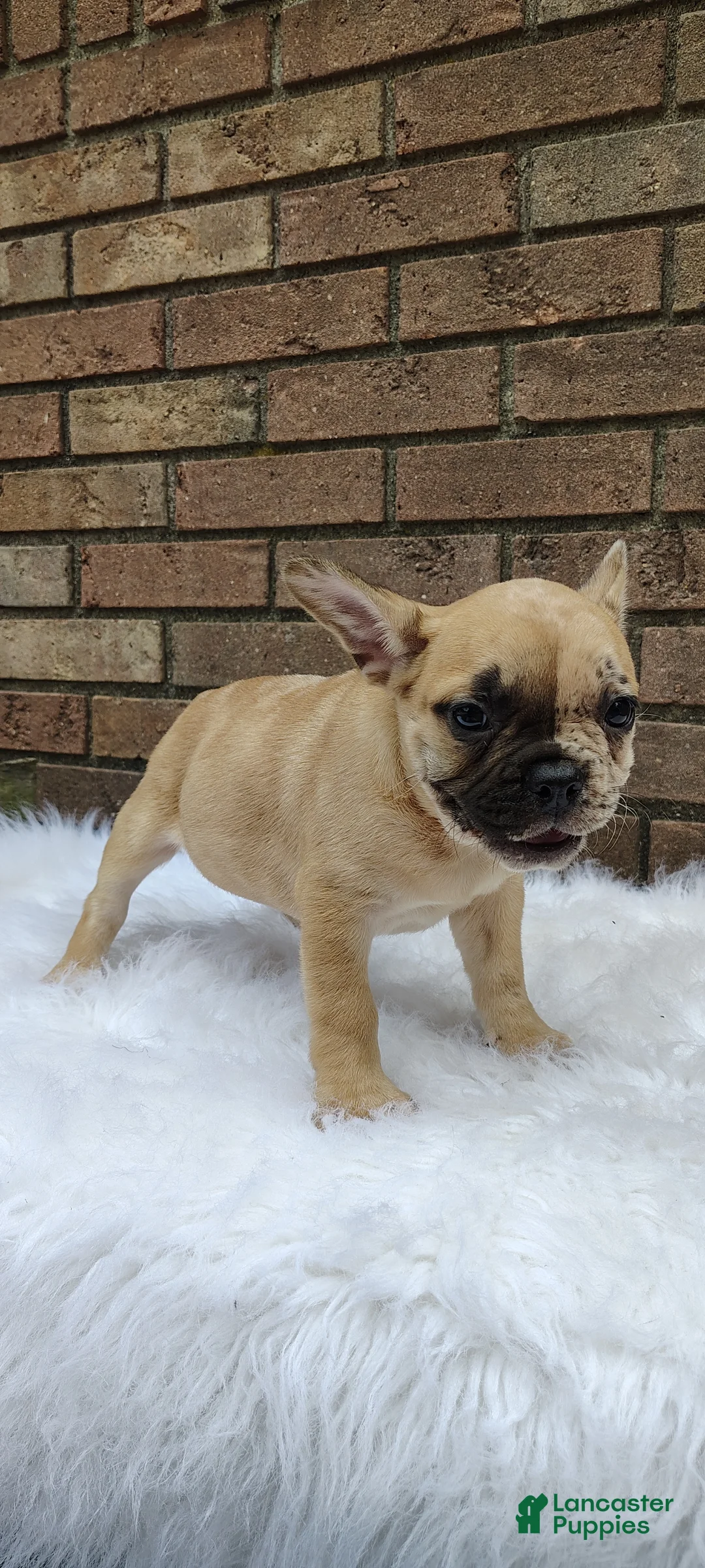 French Bulldog dogs for sale: Rex - Ad 1