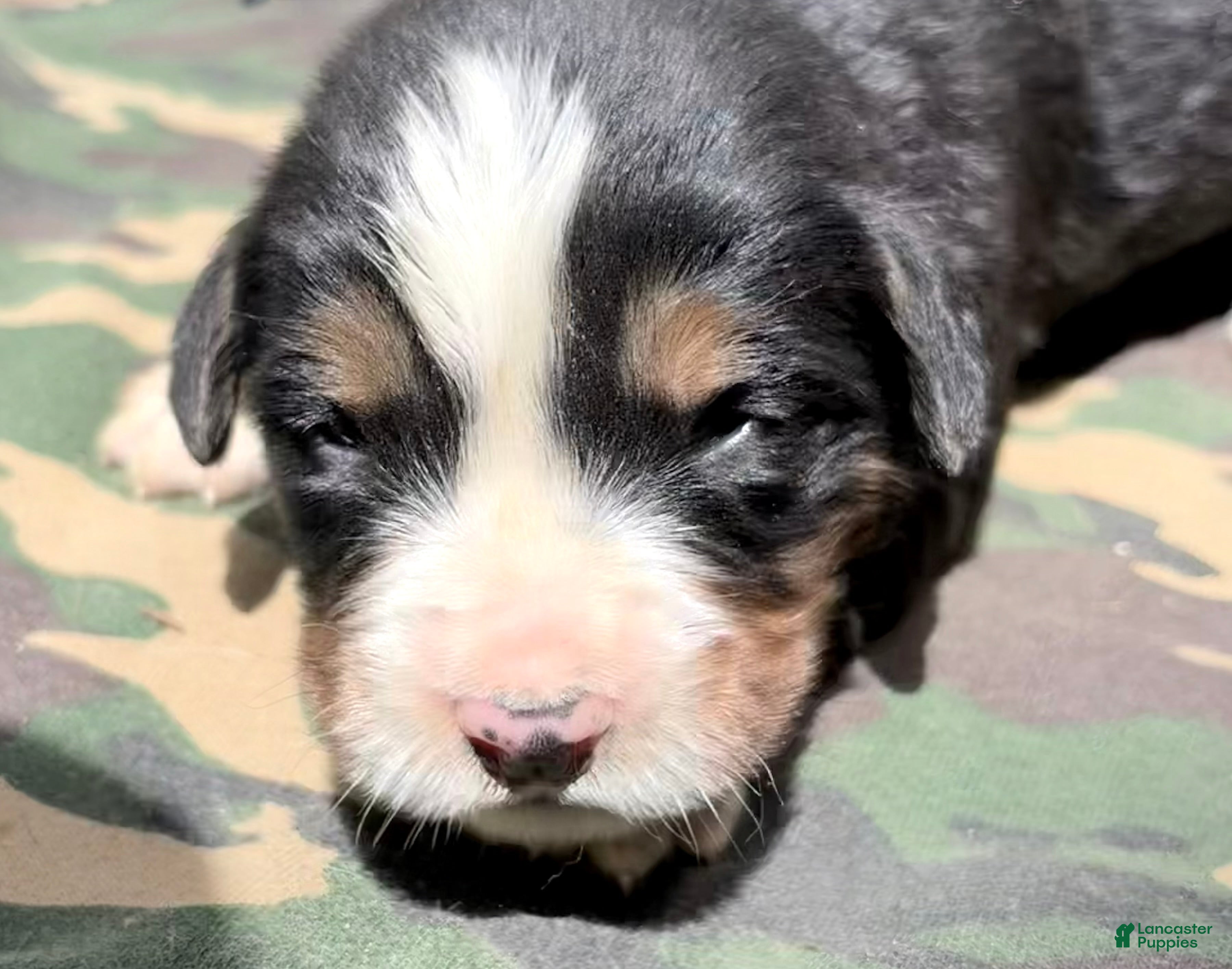 Bernese Mountain Dog dogs Female 1 - Ad 3