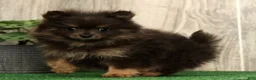 Pomeranian dogs for sale: Layla - Ad 4