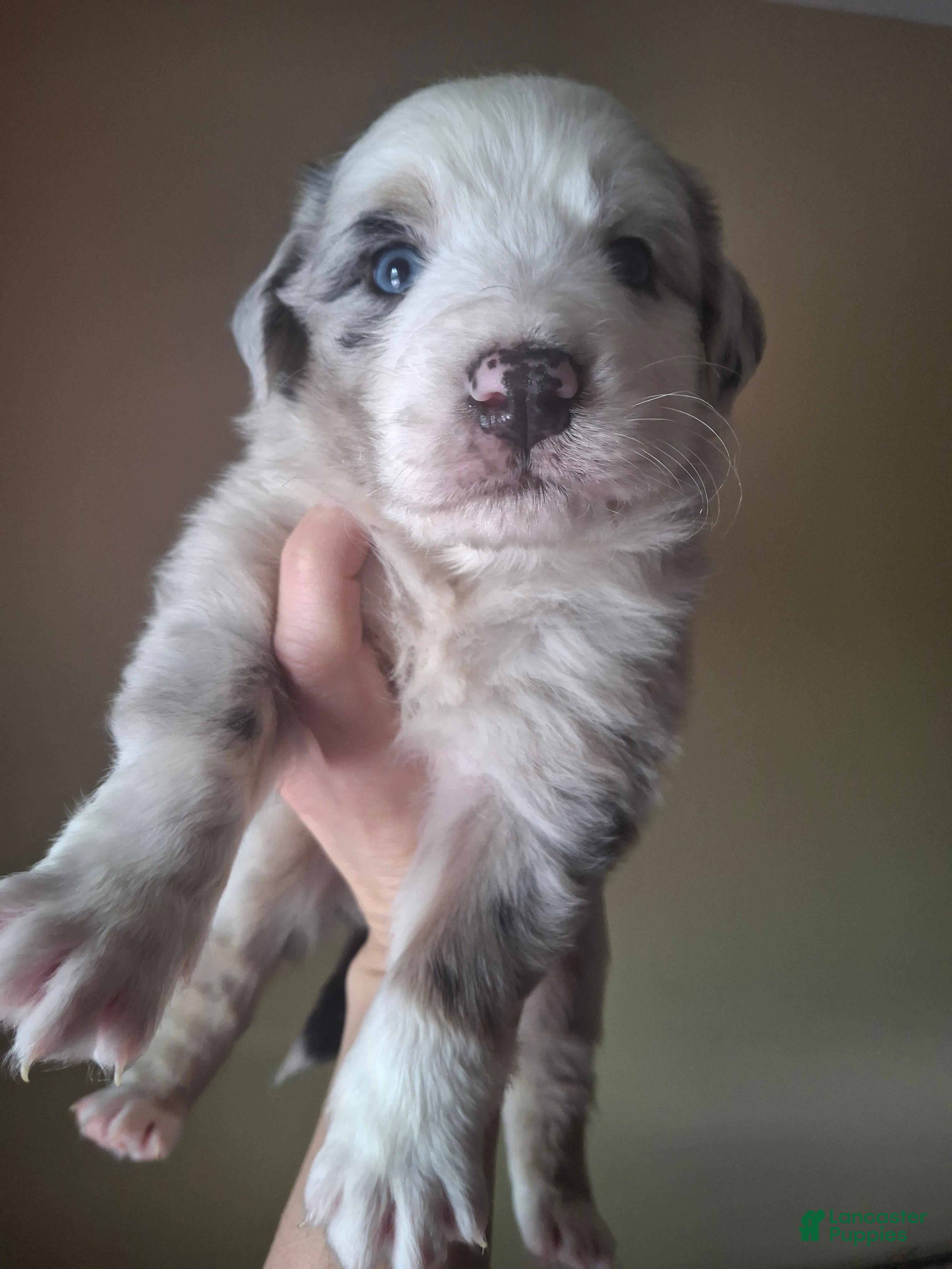 Miniature Australian Shepherd dogs Blue merle male mini Australian Shepherd - Ad 26