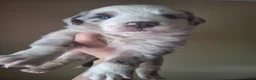 Miniature Australian Shepherd dogs for sale: Blue merle male mini Australian Shepherd - Ad 1