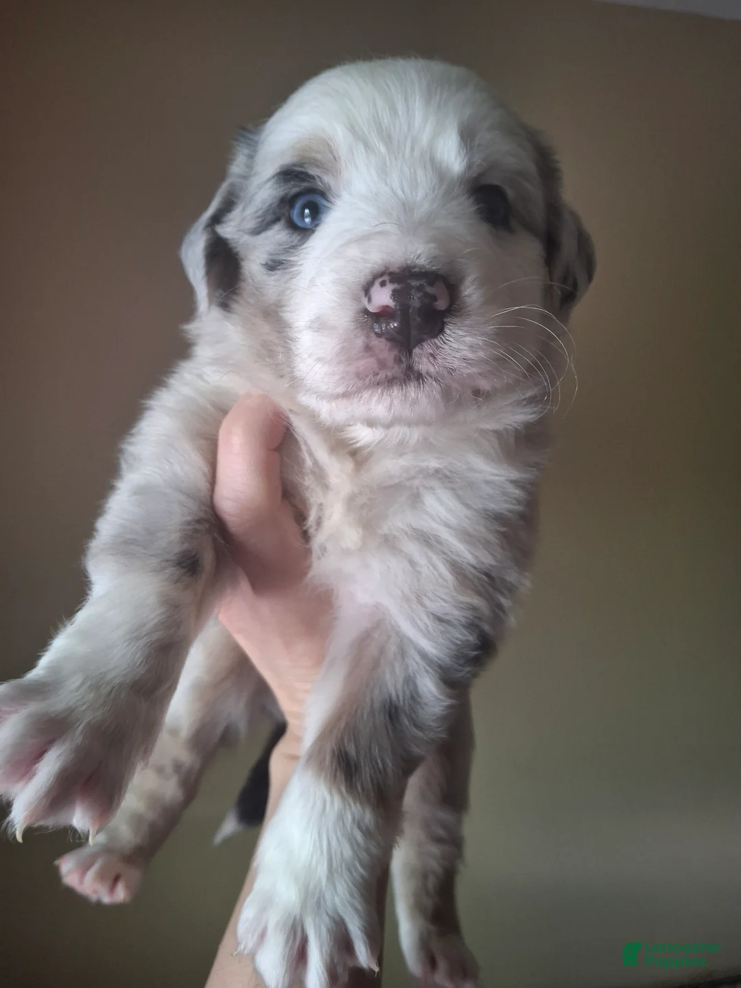 Miniature Australian Shepherd dogs for sale: Blue merle male mini Australian Shepherd - Ad 1