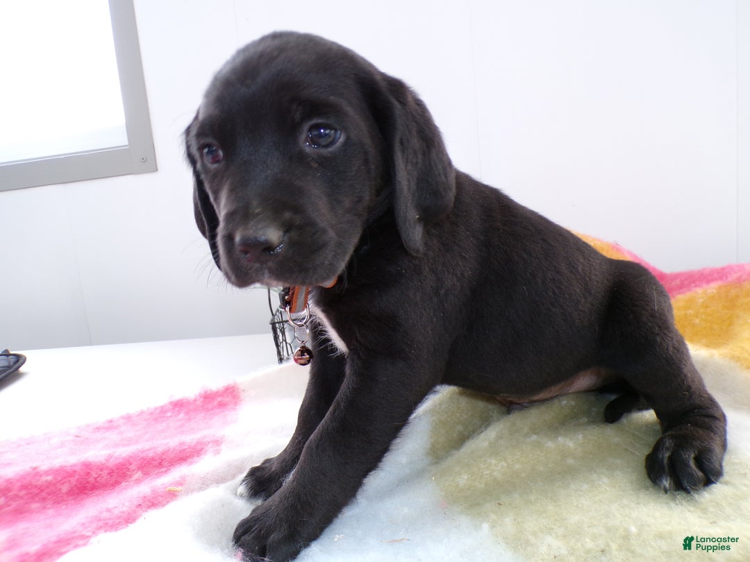 Goldador dogs for sale: Goldador Puppy 8 Tyrone - Ad 3