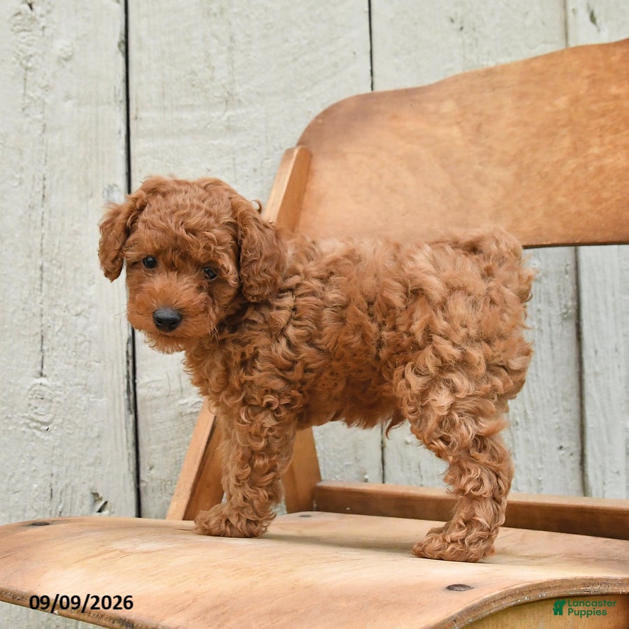 Miniature Poodle dogs Sully - Ad 2