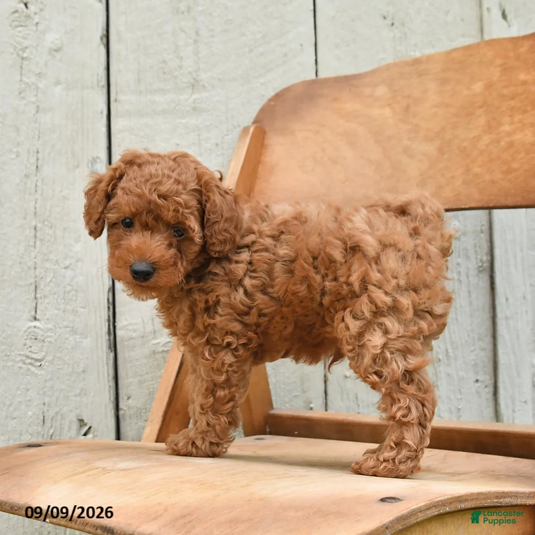 Miniature Poodle dogs for sale: Sully - Ad 2