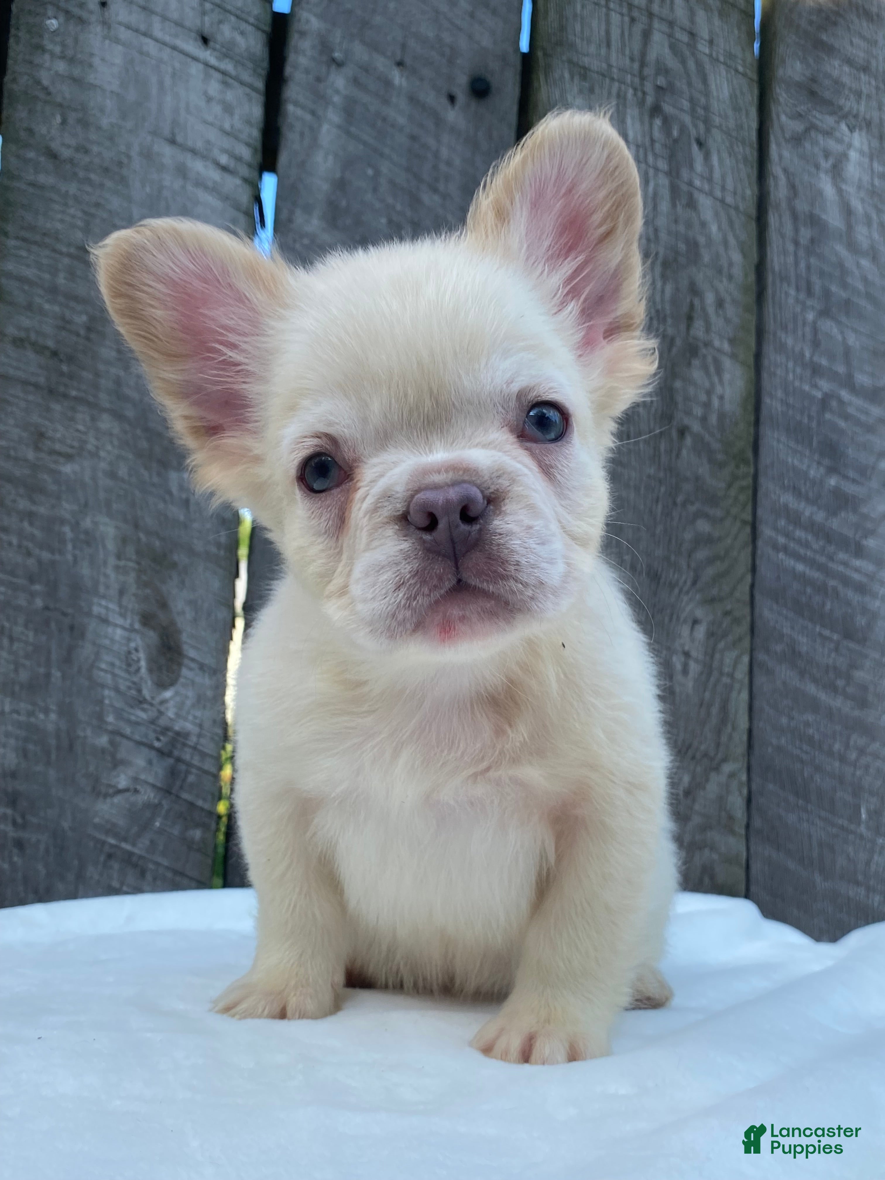 French Bulldog dogs Cruz - Ad 1