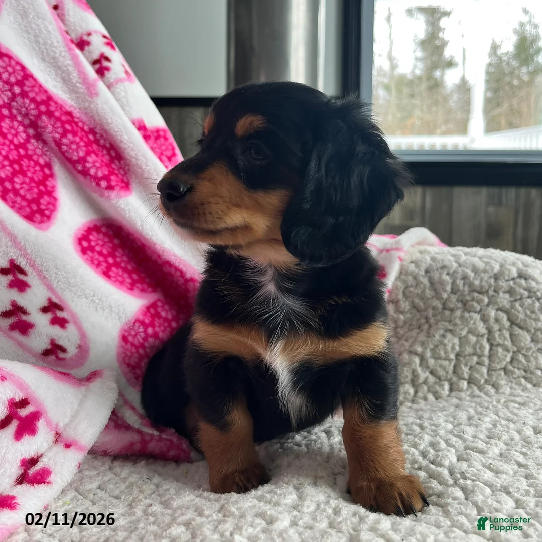 Miniature Dachshund dogs for sale: Laddie - Ad 3