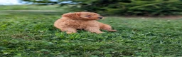 Mini Goldendoodle dogs for sale: Coby - Ad 1