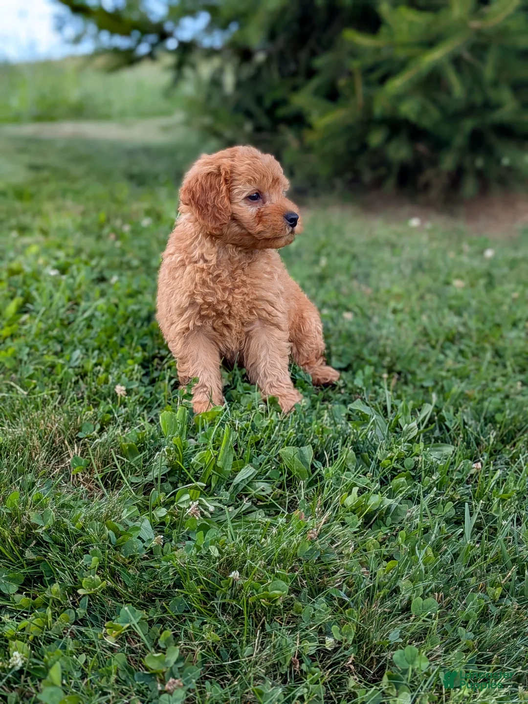 Mini Goldendoodle dogs for sale: Coby - Ad 1