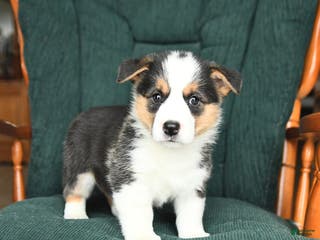 Welsh Corgi Pembroke dogs Irene - Ad 19