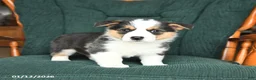 Welsh Corgi Pembroke dogs for sale: Irene - Ad 11