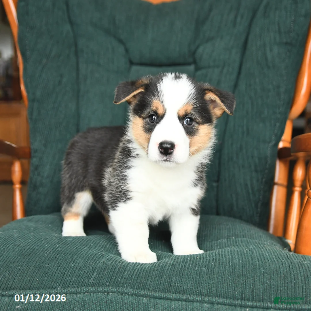 Welsh Corgi Pembroke dogs for sale: Irene - Ad 11
