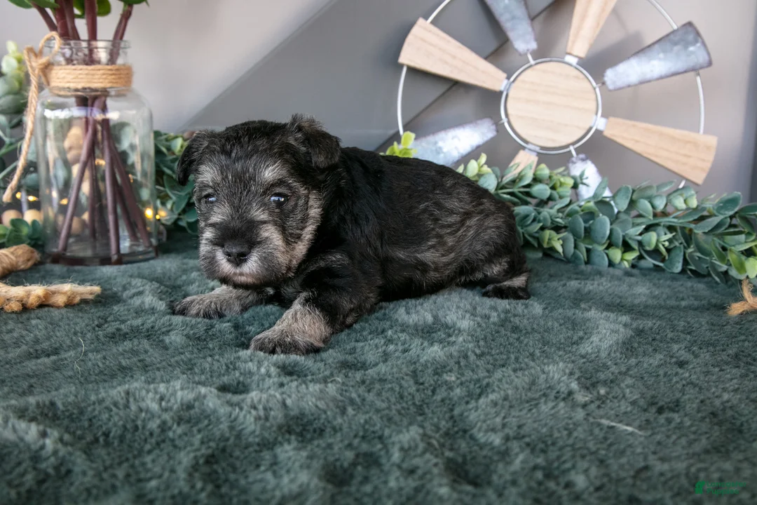 Miniature Schnauzer dogs for sale: Ronda - Ad 3