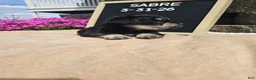 Miniature Schnauzer dogs for sale: Sabre - Ad 3