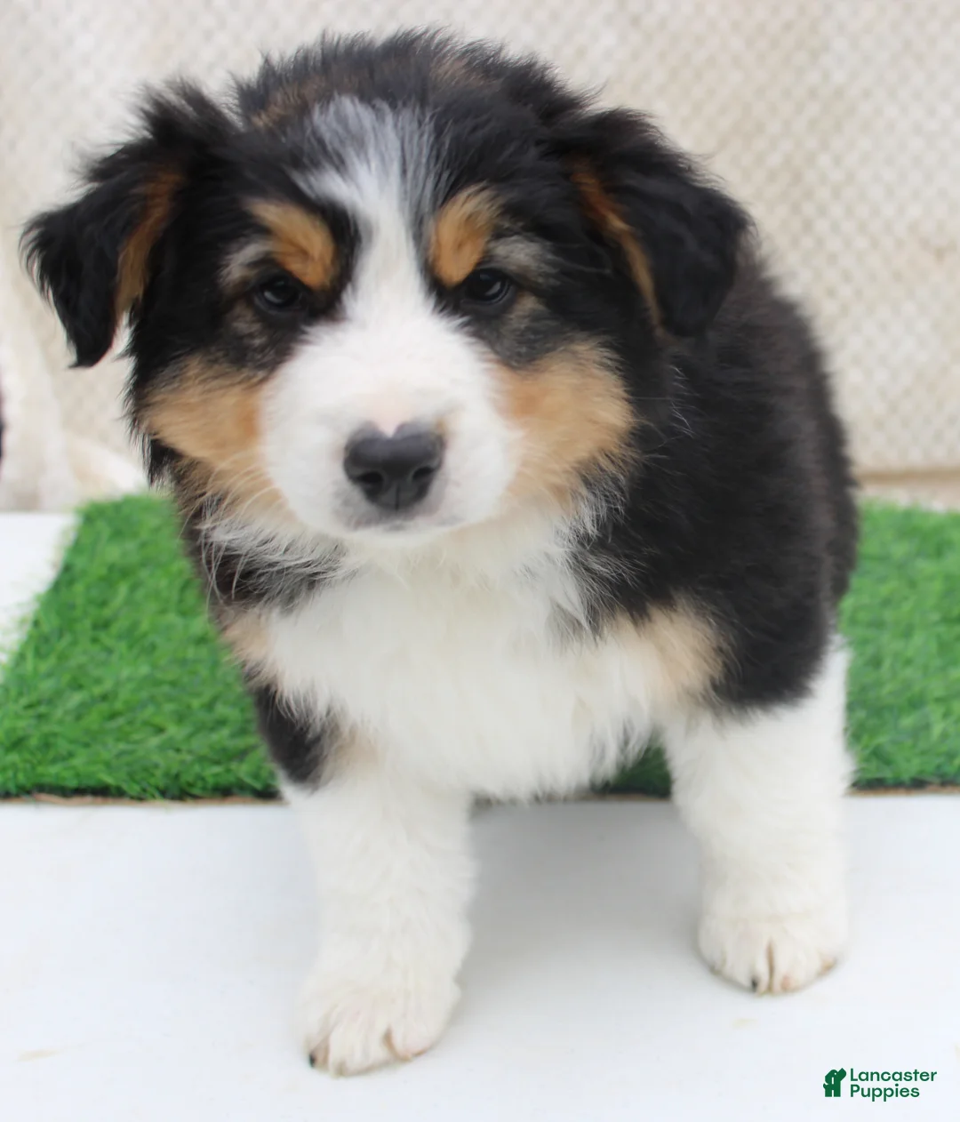 Australian Shepherd dogs for sale: clay - Ad 1