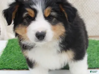 Australian Shepherd dogs for sale: clay - Ad 4