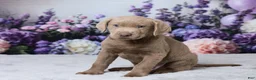 Labrador Retriever dogs for sale: Blake - Ad 5
