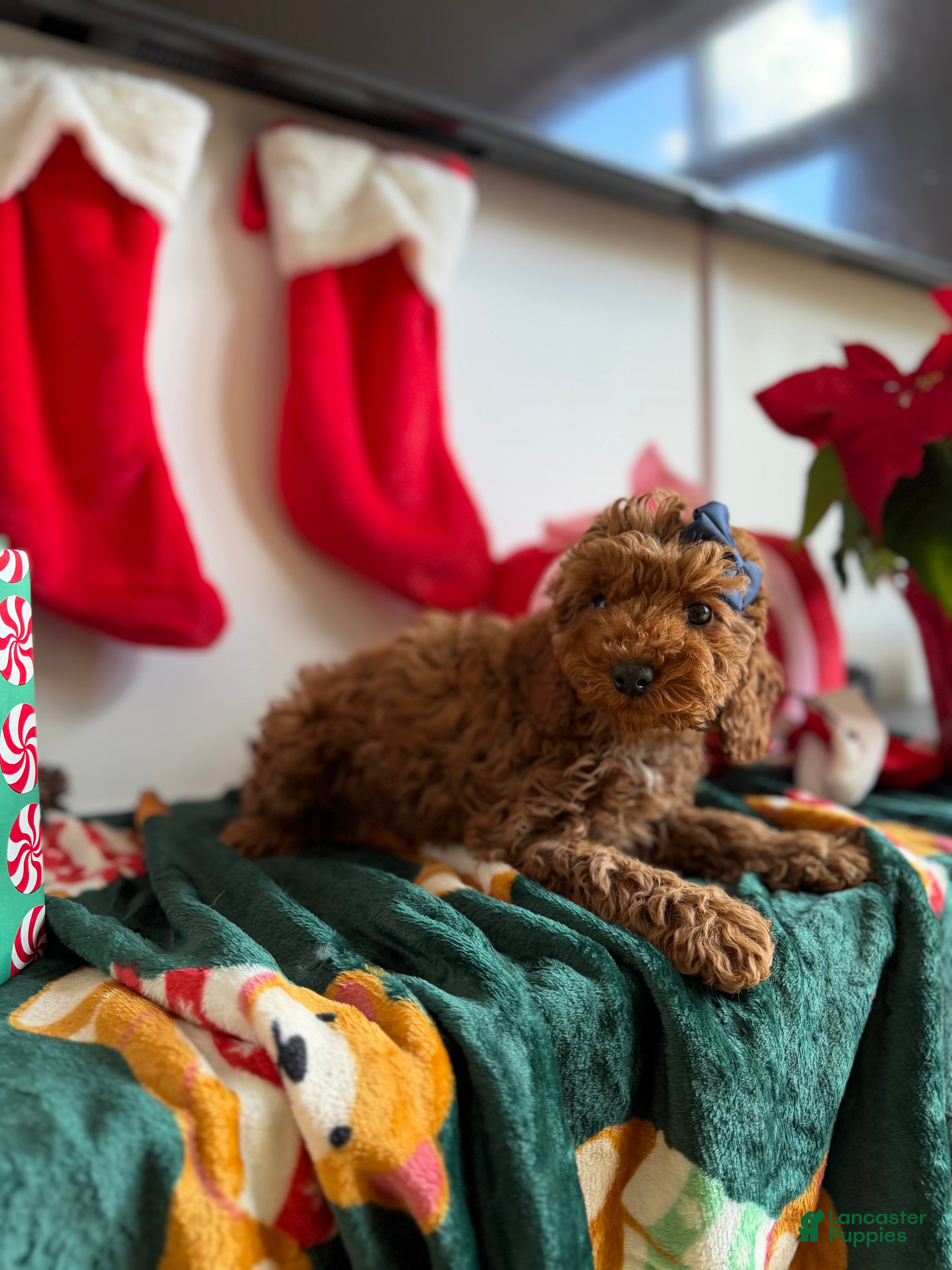 Mixed Breed dogs Muffin - Ad 35