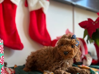 Mixed Breed dogs Muffin - Ad 35