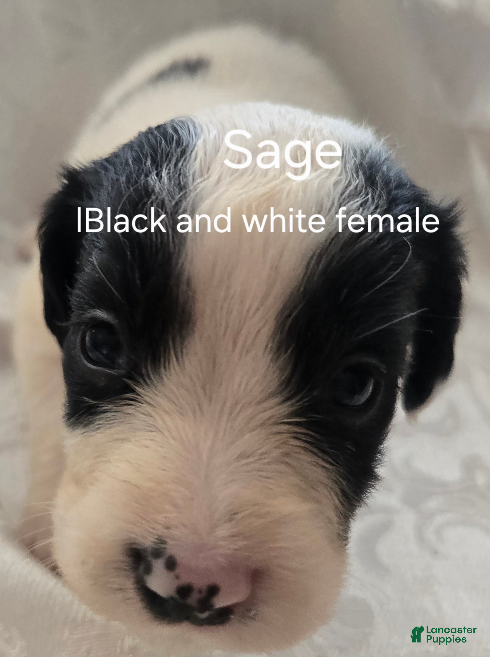 English Springer Spaniel dogs Sage - Ad 2