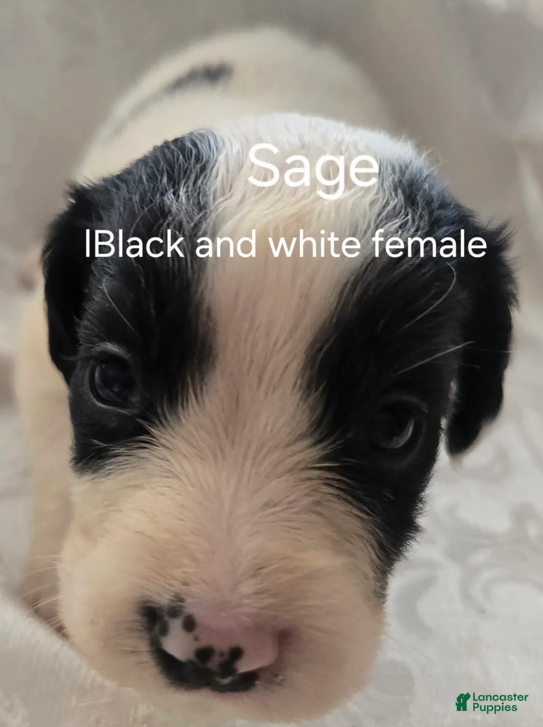 English Springer Spaniel dogs for sale: Sage - Ad 2