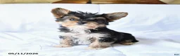Yorkshire Terrier dogs for sale: Rex - Ad 1