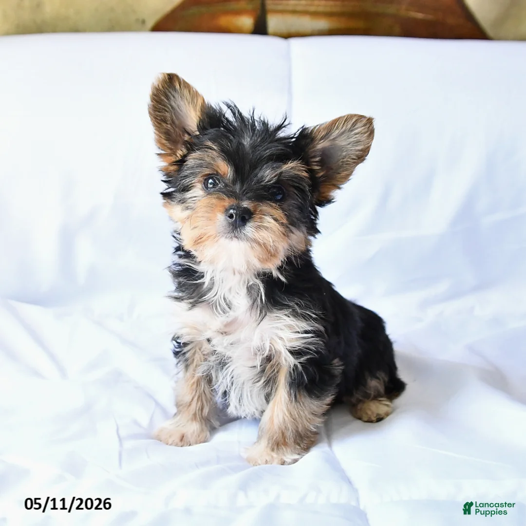 Yorkshire Terrier dogs for sale: Rex - Ad 1