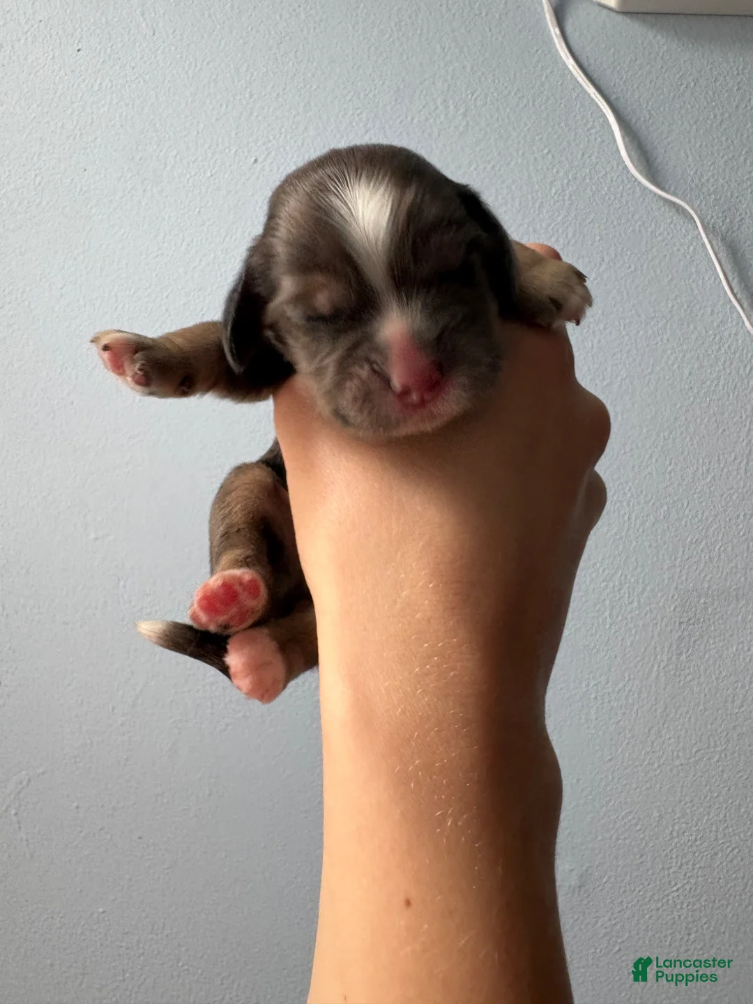 Cocker Spaniel dogs for sale: Maple - Ad 9