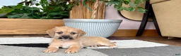 Mixed Breed dogs for sale: Larry - Ad 3