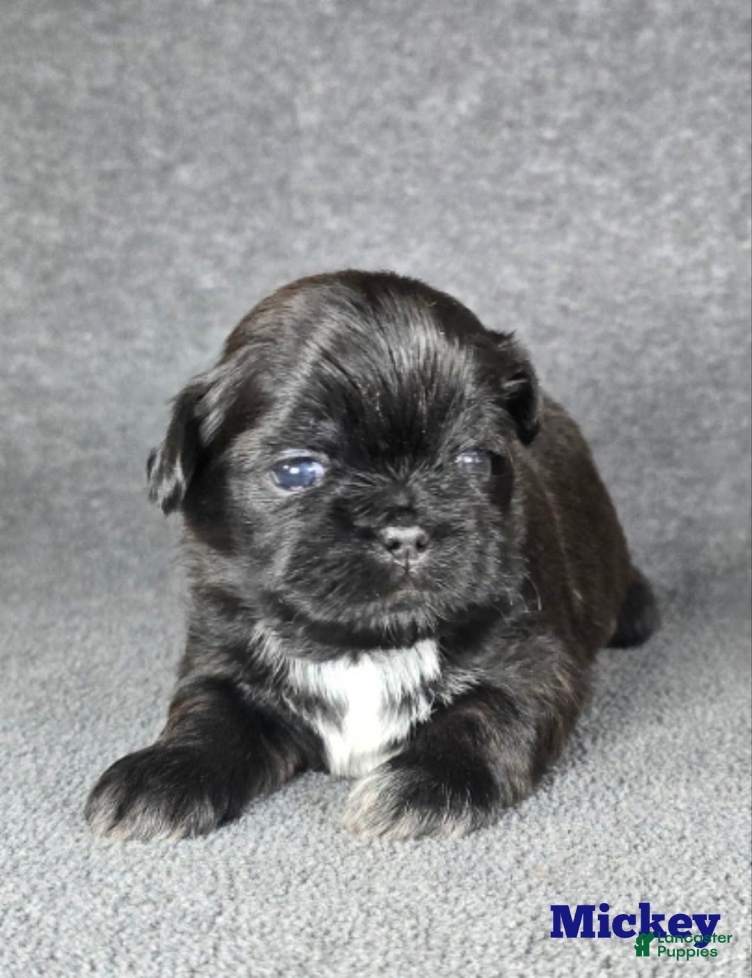 Shih Tzu dogs for sale: Mickey  - Ad 6