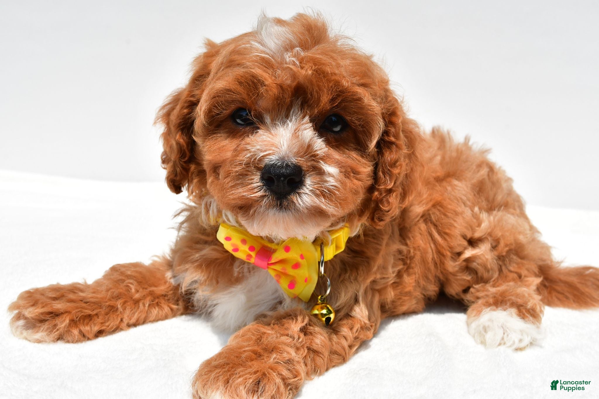 Cavapoo dogs Kenny - Ad 1