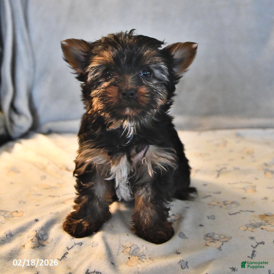 Yorkshire Terrier dogs Paisley Teacup - Ad 1