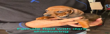 Red with dark shadowing Miniature Dachshund 